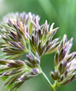 Alternative view of 3000 QUICKDRAW ORCHARDGRASS Cat Grass Petgrass Cocksfoot Cool Season Sun or Shade Dactylis GlomerataPerennial Bunchgrass Grass Seeds