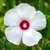 25 Luna WHITE HARDY HIBISCUS Hibiscus Moscheutos Flower Seeds
