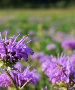 Alternative view of 1000 WILD BERGAMOT Monarda Fistulosa aka Mintleaf Bee Balm & Oswego Tea Native Herb Purple Flower Seeds