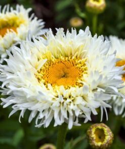 Alternative view of 30 Double CRAZY DAISY Leucanthemum x Superbum Big 3" Frizzled White Yellow Flower Seeds