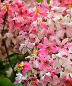 Alternative view of 5 PINK SHOWER TREE Cassia Javanica aka Rainbow Shower & Apple Blossom Tree Two Tone Pink White Yellow Flower Seeds