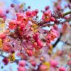 5 PINK SHOWER TREE Cassia Javanica aka Rainbow Shower & Apple Blossom Tree Two Tone Pink White Yellow Flower Seeds