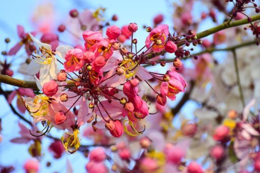 5 PINK SHOWER TREE Cassia Javanica aka Rainbow Shower & Apple Blossom Tree Two Tone Pink White Yellow Flower Seeds