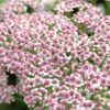 50 LOVE PARADE YARROW Achillea Sibirica ssp