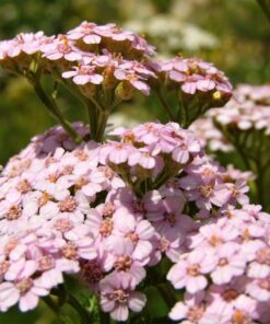 Alternative view of 50 LOVE PARADE YARROW Achillea Sibirica ssp