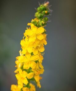 Alternative view of 15 CHURCH STEEPLES Agrimonia Eupatoria aka Agrimony or Sticklewort Perennial Herb Yellow Flower Seeds