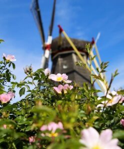 Alternative view of 10 CLIMBING MICHIGAN ROSE Rosa Setigera aka Climbing Prairie or Illinois Rose Native Pink Flower Seeds