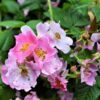 10 CLIMBING MICHIGAN ROSE Rosa Setigera aka Climbing Prairie or Illinois Rose Native Pink Flower Seeds