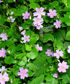 Alternative view of 20 SIBERIAN SPRING BEAUTY Claytonia Sibirica aka Candy Flower Pink Purslane Siberian Miner's Lettuce Pink Striped Shade Flower Herb Seeds