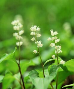 Alternative view of 15 BEADRUBY Maianthemum Dilatatum aka False Lily of the Valley