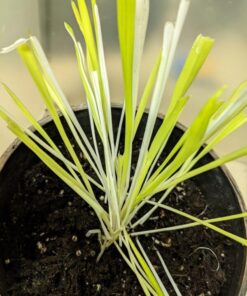 Alternative view of 50 VARIEGATED CAT GRASS White & Green Pet Grass Catgrass Triticum Aestivum Seeds