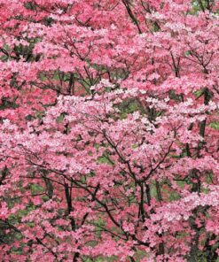Alternative view of 5 PINK FLOWERING DOGWOOD Tree Cornus Florida Rubra Native Ornamental Tree Seeds