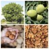English Walnut Seeds - 5 Hardy Carpathian Persian Nut Tree Seeds - Juglans Regia for USDA Zones 3-9