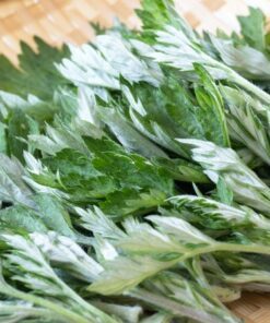 Alternative view of 1000 JAPANESE MUGWORT Artemisia Princeps Korean Wormwood Yomagi Herb Yellow Flower Seeds