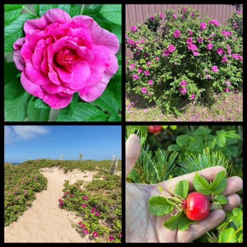 50 Pink BEACH ROSE aka Seaside or Sand Rose Beach Tomato Rosa Rugosa Huge Red Hips Flower Seeds