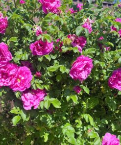 Alternative view of 50 Pink BEACH ROSE aka Seaside or Sand Rose Beach Tomato Rosa Rugosa Huge Red Hips Flower Seeds