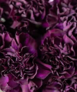 Alternative view of 50 BLACK CARNATION King of Blacks Dianthus Caryophyllus Grenadin Double Flower Seeds
