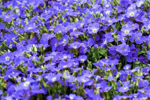50 CREEPING BLUE SPEEDWELL Veronica Repens Groundcover Flower Seeds *Comb S/H