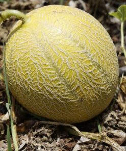 Alternative view of 100 Minnesota MIDGET CANTALOUPE MELON Cucumis Melo Reticulatus Fruit Seeds Flat