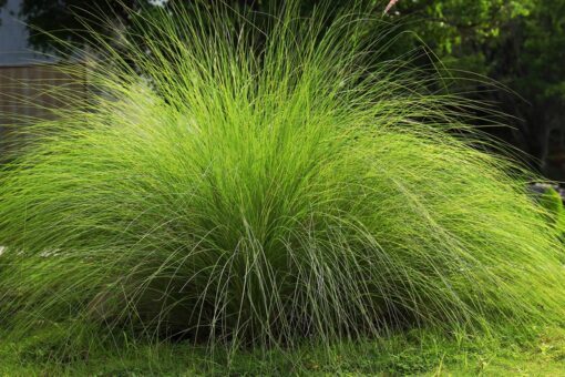 200 WEEPING LOVE GRASS Ornamental African Lovegrass Eragrostis Curvala Seeds Flat