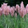 200 Ornamental PINK PAMPAS GRASS Cortaderia Selloana Rosea Seeds