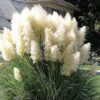 200 WHITE PAMPAS GRASS Cortaderia Selloana Ornamental Flower Seeds Combnd Ship