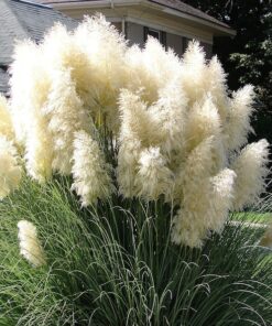 200 WHITE PAMPAS GRASS Cortaderia Selloana Ornamental Flower Seeds Combnd Ship