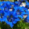15 Blue STEMLESS GENTIAN Gentiana Acaulis Kochiana Flower Seeds