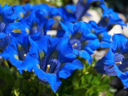 15 Blue STEMLESS GENTIAN Gentiana Acaulis Kochiana Flower Seeds