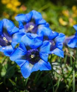 Alternative view of 15 Blue STEMLESS GENTIAN Gentiana Acaulis Kochiana Flower Seeds