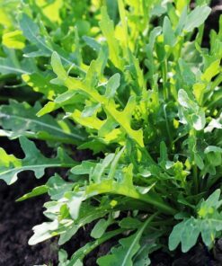 Alternative view of 2000 ARUGULA Eruca Vesicaria Sativa Greens Vegetable Seeds