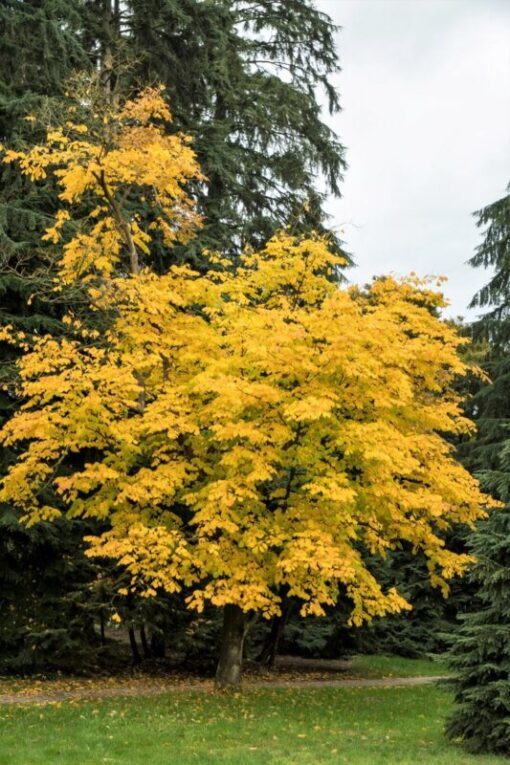 10 YELLOW ASH TREE Kentucky Yellowwood White Flowers Cladrastis Lutea Kentukea Seeds