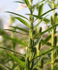 Alternative view of 1500 BLACK SESAME Sesamum Indicum Vegetable Flower Seeds