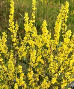 Alternative view of 150 YELLOW VERBASCUM Thapsus Common Mullein Flower Herb Seeds