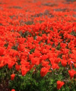 Alternative view of 100 RED CALIFORNIA POPPY Eschscholzia Californica Native Flower Seeds