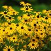2000 BLACK EYED SUSAN Rudbeckia Hirta Yellow Heirloom Native Flower Seeds *Comb S/H