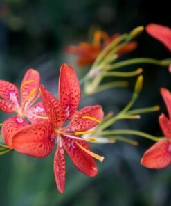 10 FRECKLEFACE BLACKBERRY LILY (Leopard Lily) Belamcanda Chinensis Flower Seeds