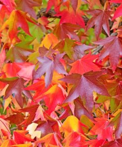Alternative view of 50 AMERICAN SWEETGUM Liquidambar Styraciflua Storax Alligator Sweet Gum Tree Seeds Great Fall Color! Red Yellow Orange Purple