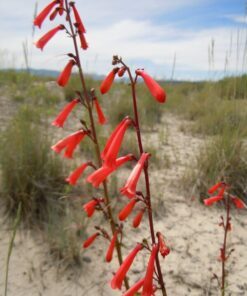 Alternative view of 150 Eatons RED FIRECRACKER PENSTEMON Eatonii Native Hummingbird Flower Seeds