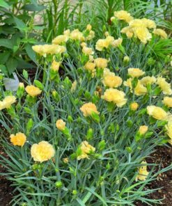 Alternative view of 50 YELLOW CARNATION Dianthus Caryophyllus Grenadin Double Flower Seeds *Flat S/H