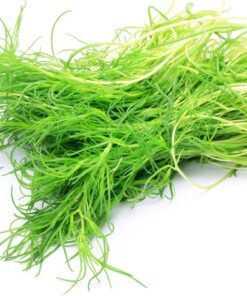 Alternative view of 75 SALTWORT Okahijiki Japanese Greens Salsola Komarovii Leaf Vegetable Seeds