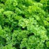 1500 TRIPLE CURLED PARSLEY Petroselinum Hortensis Herb Vegetable Seeds