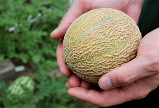 100 Minnesota MIDGET CANTALOUPE MELON Cucumis Melo Reticulatus Fruit Seeds Flat
