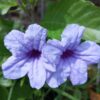 100 Blue Purple FRINGELEAF PETUNIA Wild Ruellia Humilis Perennial Native Flower Seeds