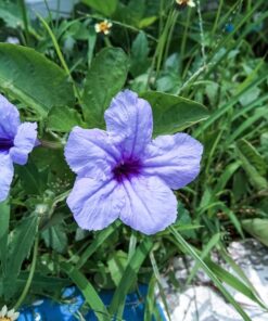 Alternative view of 100 Blue Purple FRINGELEAF PETUNIA Wild Ruellia Humilis Perennial Native Flower Seeds