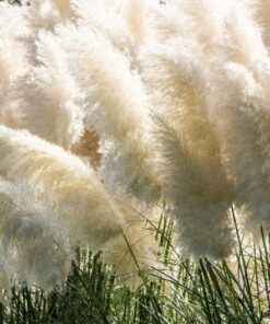Alternative view of 200 WHITE PAMPAS GRASS Cortaderia Selloana Ornamental Flower Seeds Combnd Ship