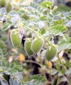 Alternative view of 100 BLACK LENTIL Bush Lens Culinaris Vegetable Legume Sprouts Seeds