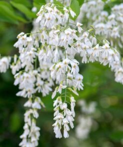 Alternative view of 10 YELLOW ASH TREE Kentucky Yellowwood White Flowers Cladrastis Lutea Kentukea Seeds