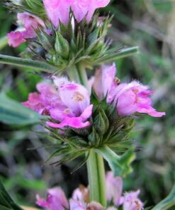 Alternative view of 100 Pink CHINESE MOTHERWORT Leonurus Japonicus Siberian Honey Herb Flower Seeds