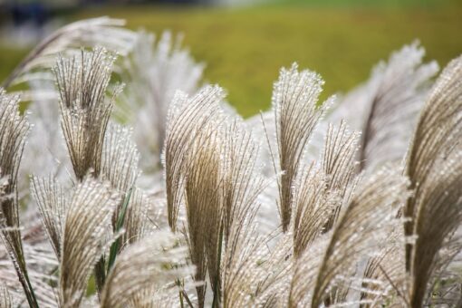 10 SILVER MAIDEN GRASS Miscanthus Sinensis Japanese Pampas Perennial Flower Seeds